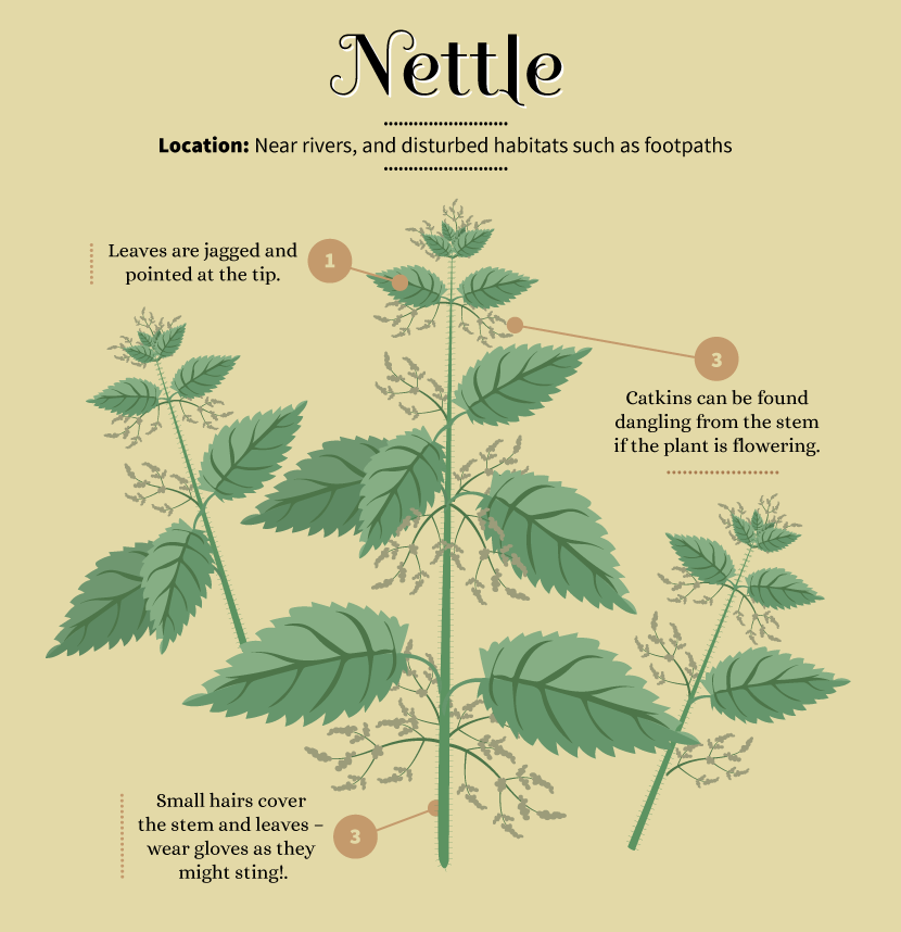 Foraging for Food: Nettle