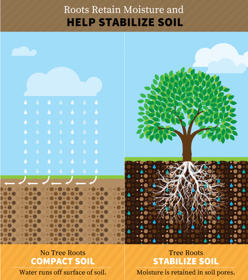 Drought Proofing Your Property: Stabilizing the Soil with Trees and Vegetation