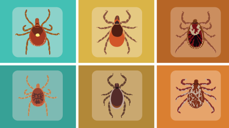 Tick Dangers and Precautions