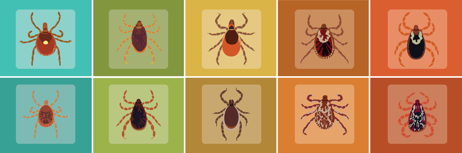Tick Dangers and Precautions