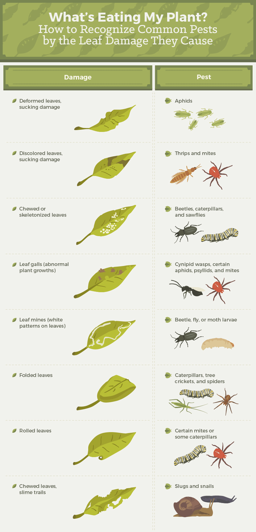Garden Pests In The Soil Identification Fasci Garden