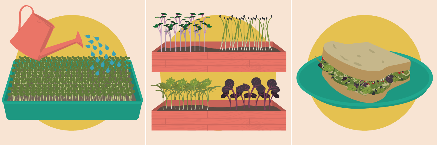 Growing and Eating Microgreens