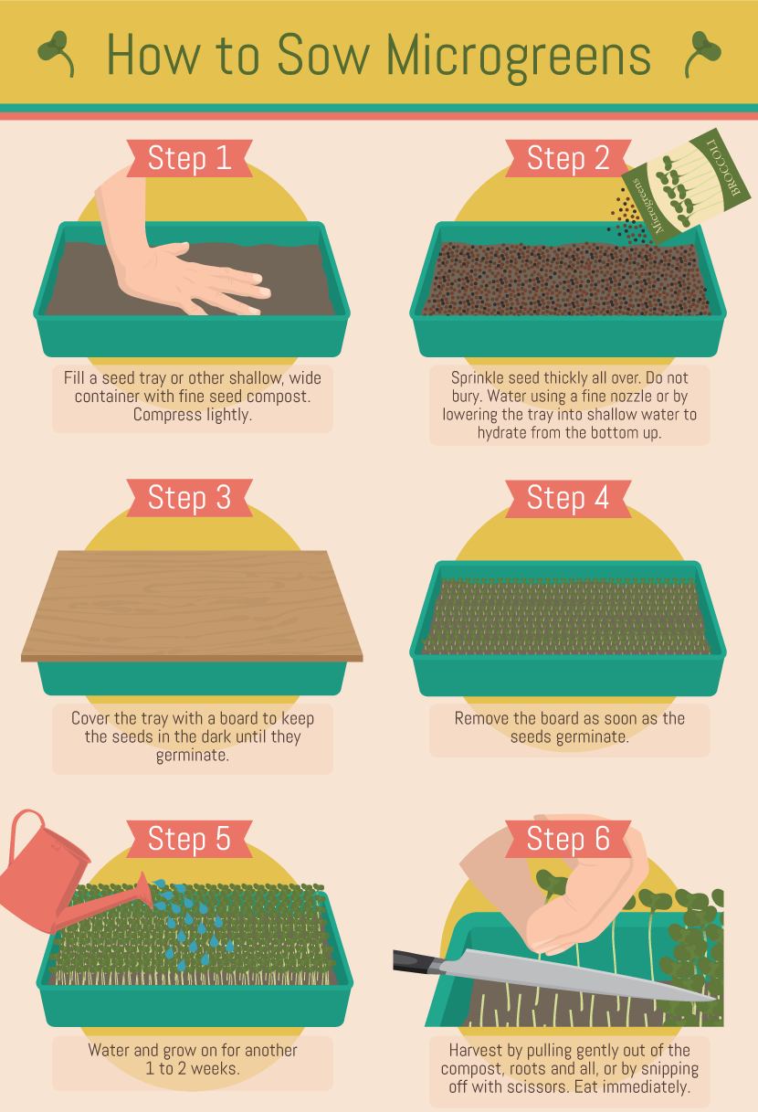 Microgreens: How to Sow Microgreens