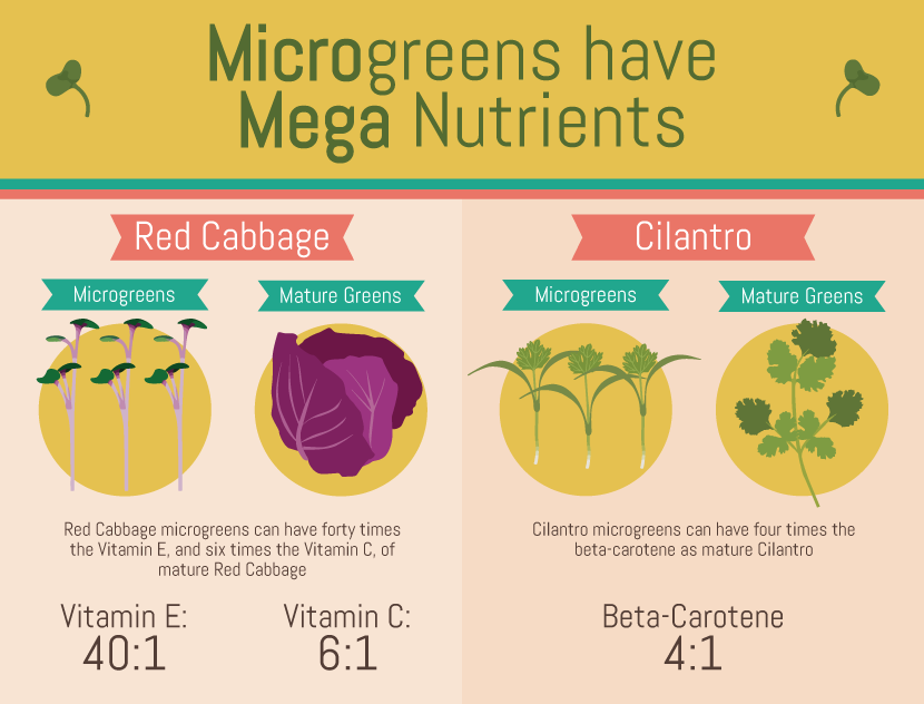 Microgreens: Health Benefits of Microgreens