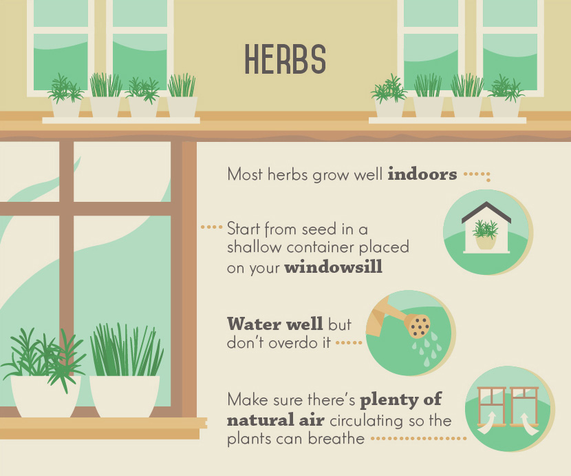 Growing Herbs Indoors