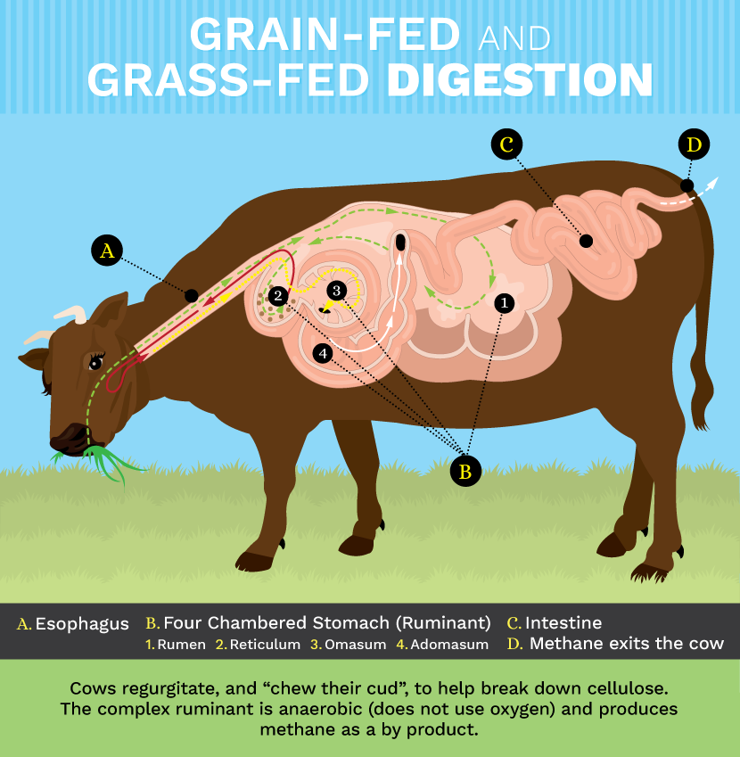Grass-Fed Beef: Cattle Digestive System