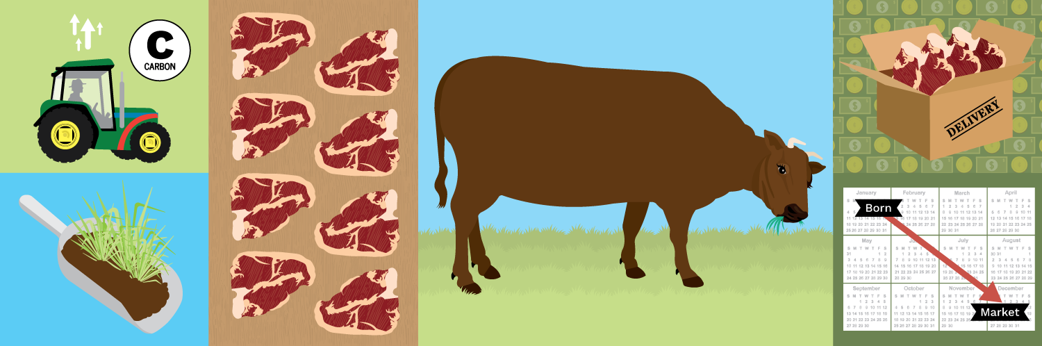 Guide to Grass-Fed Beef