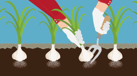 Growing Garlic