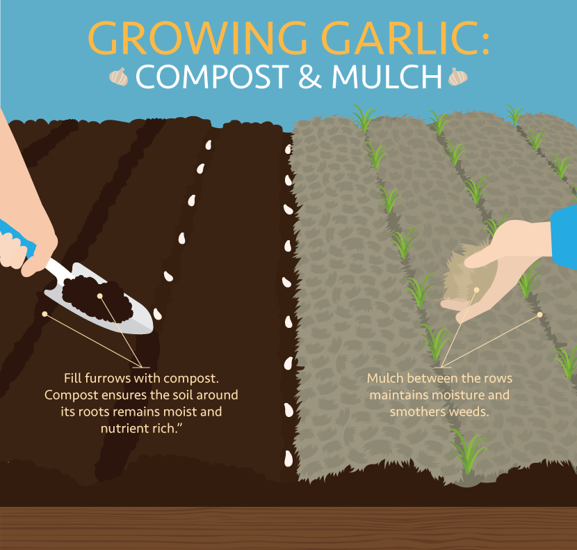 Tips for growing garlic