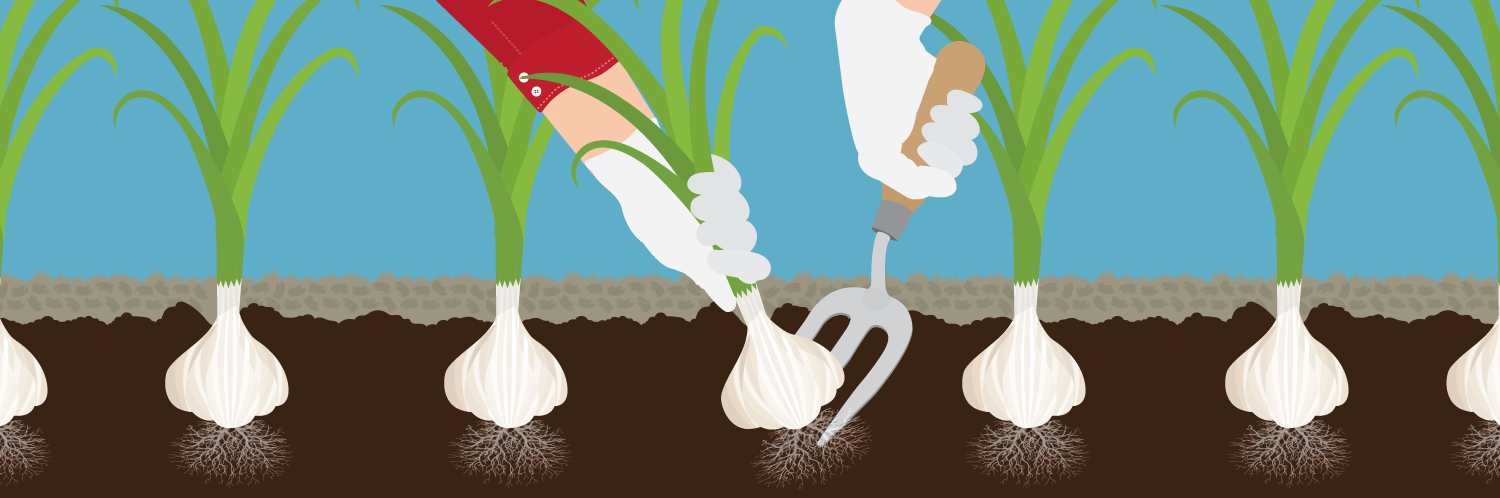 Growing Garlic