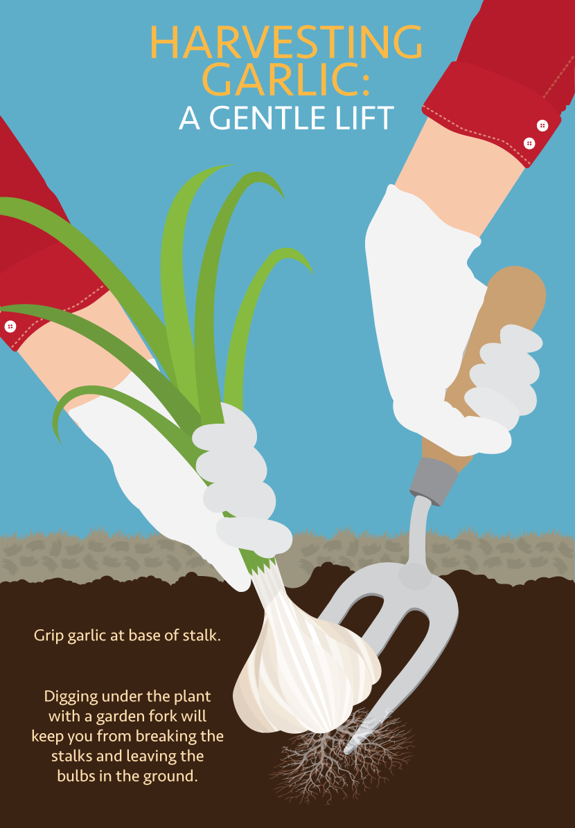 Tips for harvesting garlic