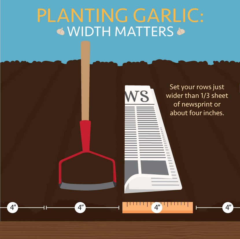 Tips for planting garlic