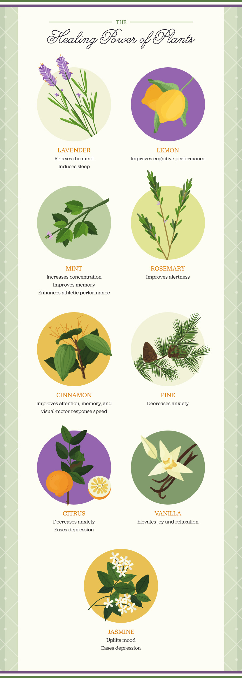 Aromatic Herbs: Plants that Heal