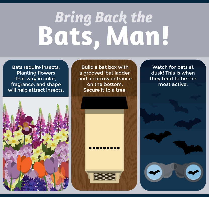 Attracting Bats to Night Gardens