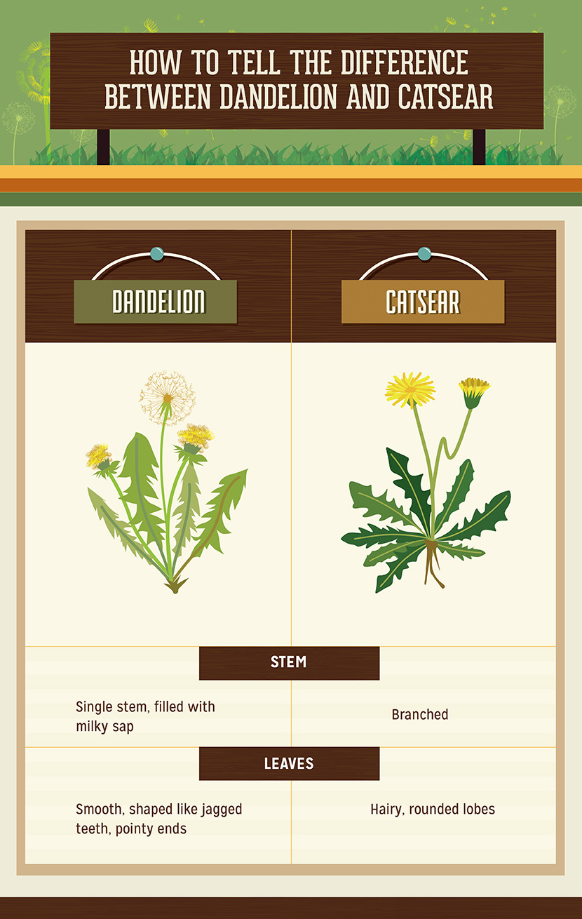 Dandelion Guide: How to Spot a Dandelion vs Catsear