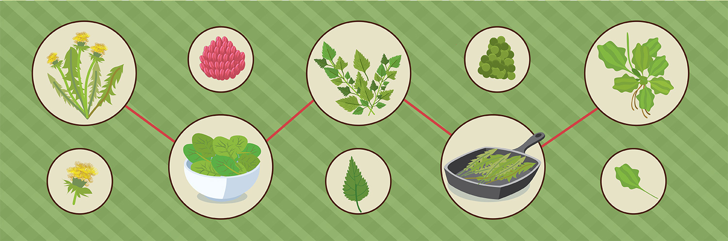 Don’t Weed ’Em Out: How to Use and Benefit from Dandelions
