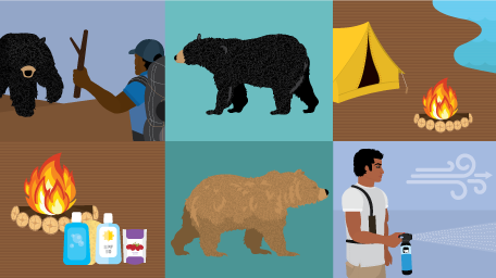 Getting to Know Bears