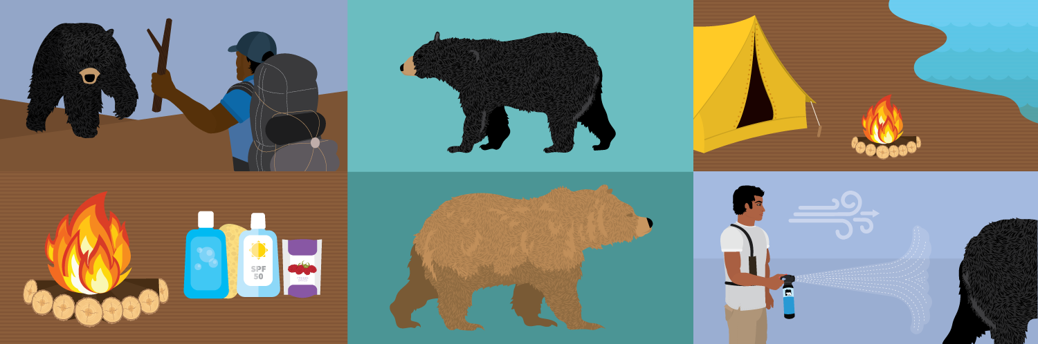 Getting to Know Bears