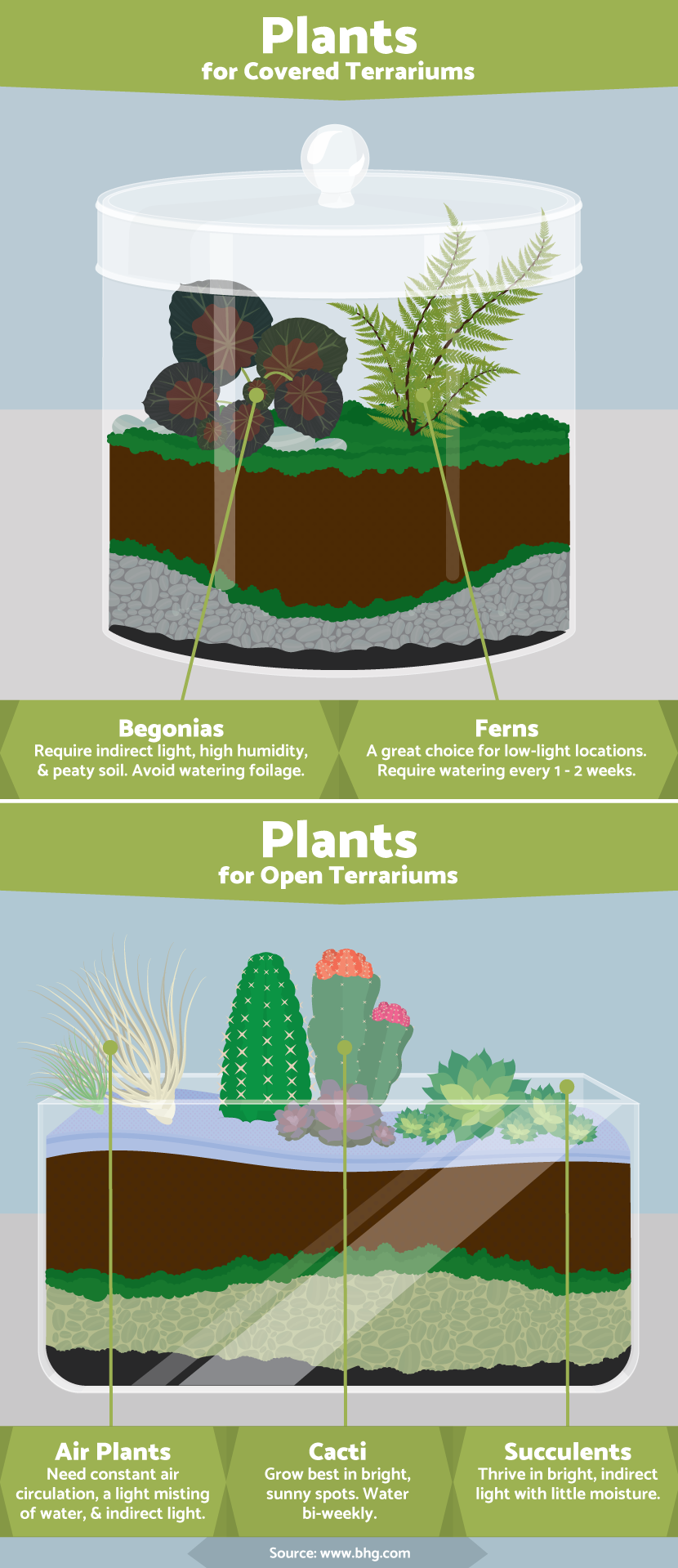 Terrariums: Best Plants to Grow