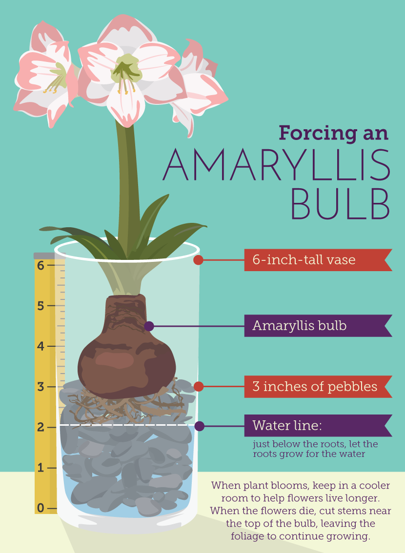 Forcing an Amaryllis Bulb