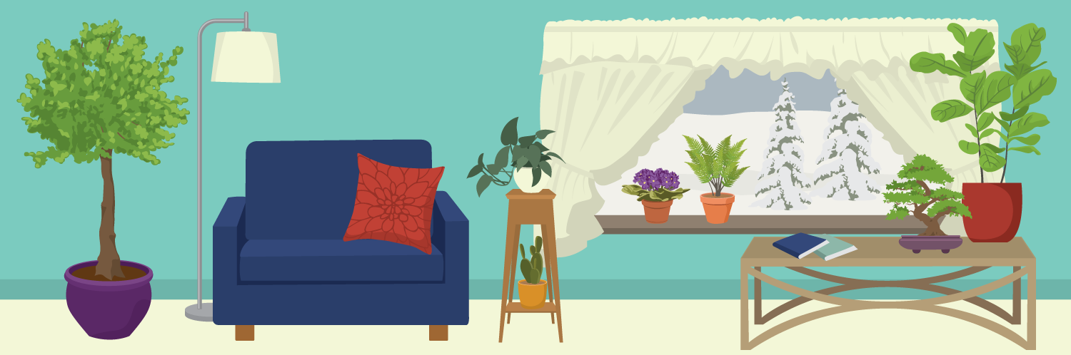 Guide to Winter Houseplants