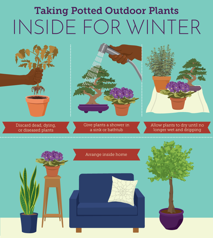 Bringing Outdoor Plants Inside for Winter