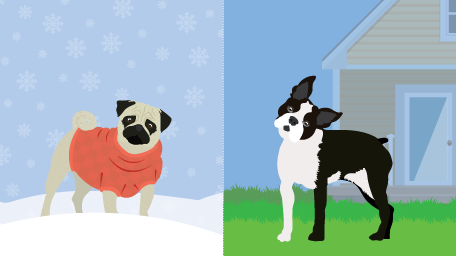 How to Keep Your Pet Healthy All Year Round