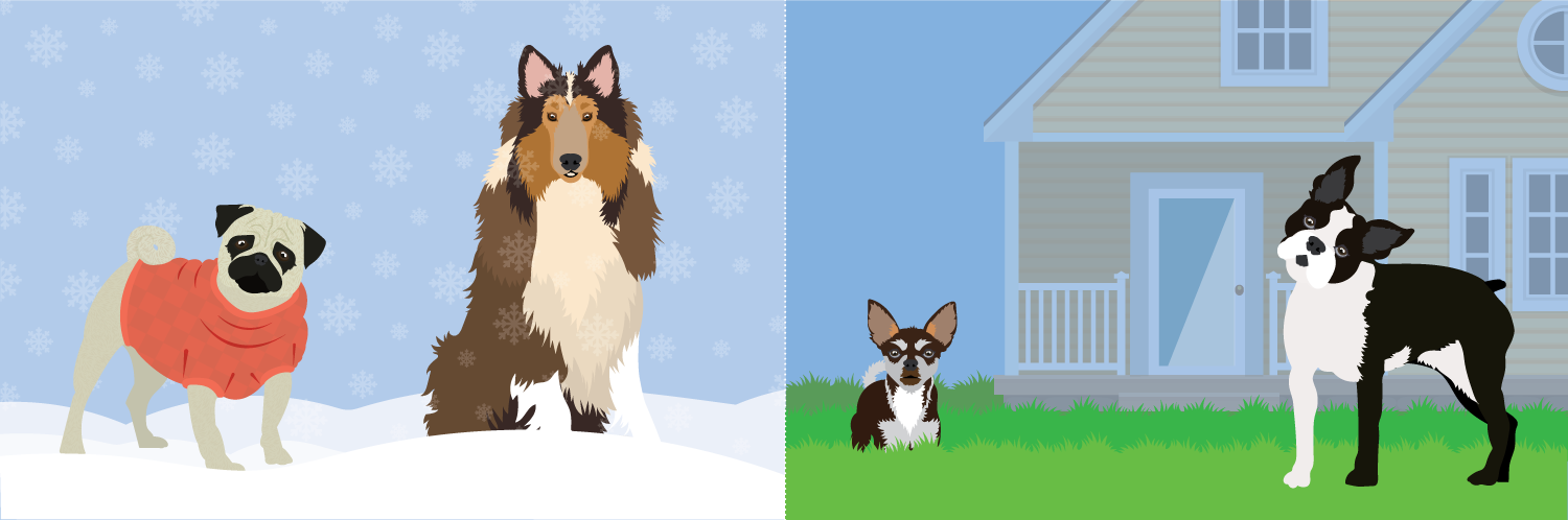 How to Keep Your Pet Healthy All Year Round