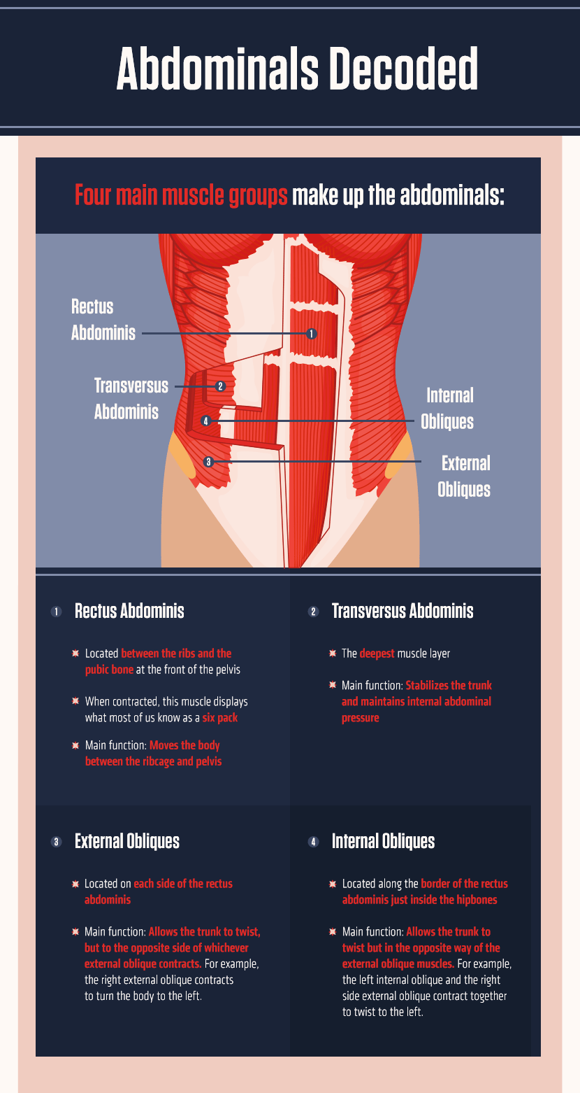Abdominal Muscles Decoded