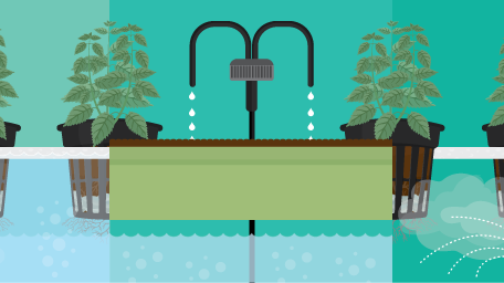 Growing Food Indoors with Hydroponic Gardening