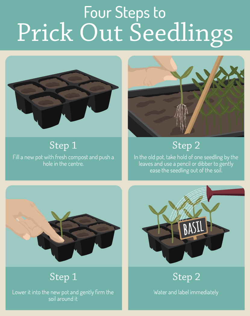 How to properly prick out seedlings