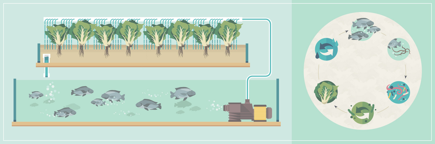 Aquaponics: The Cost-Effective, Cyclical Way to Raise Fish and Grow Plants at the Same Time