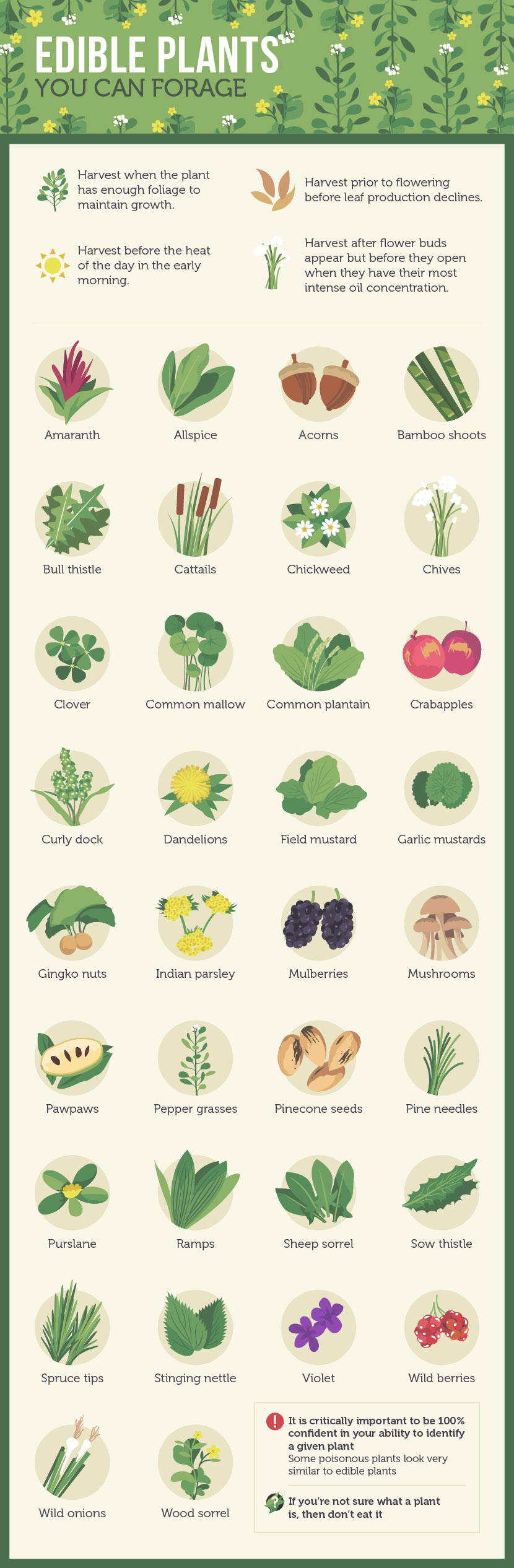A Guide to Urban Foraging: Plants to Look For