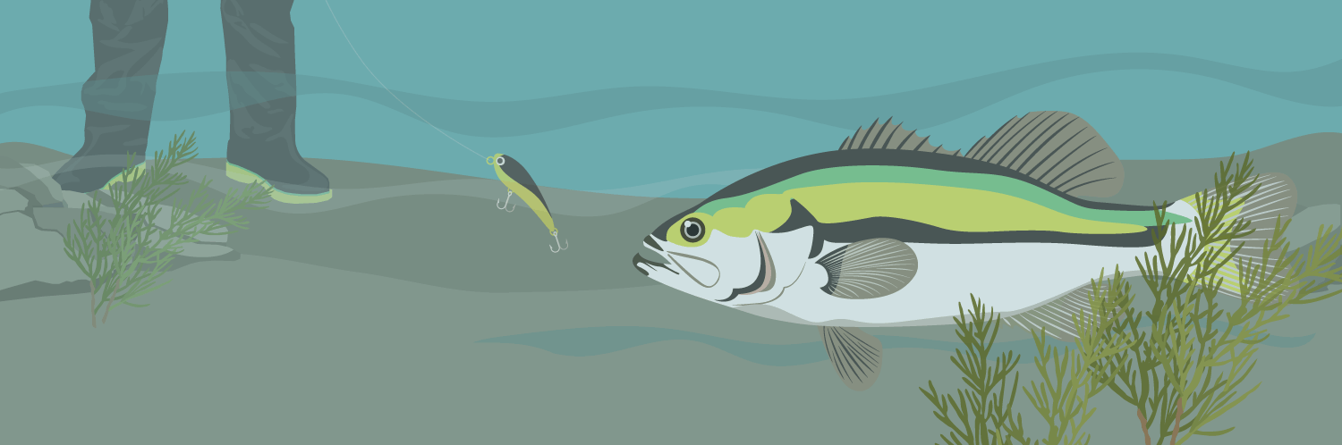 Do Fish See Line?