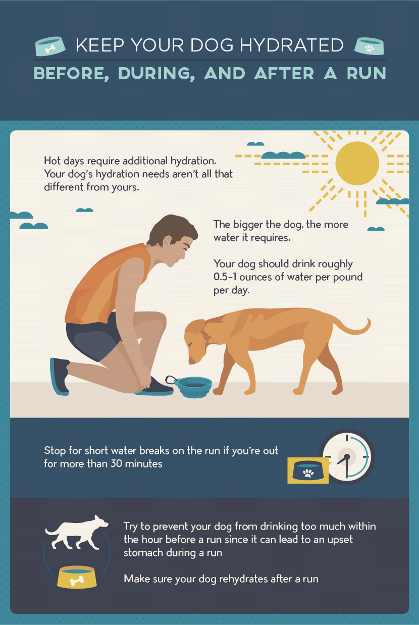 Running With Your Dog: Keep Your Dog Hydrated