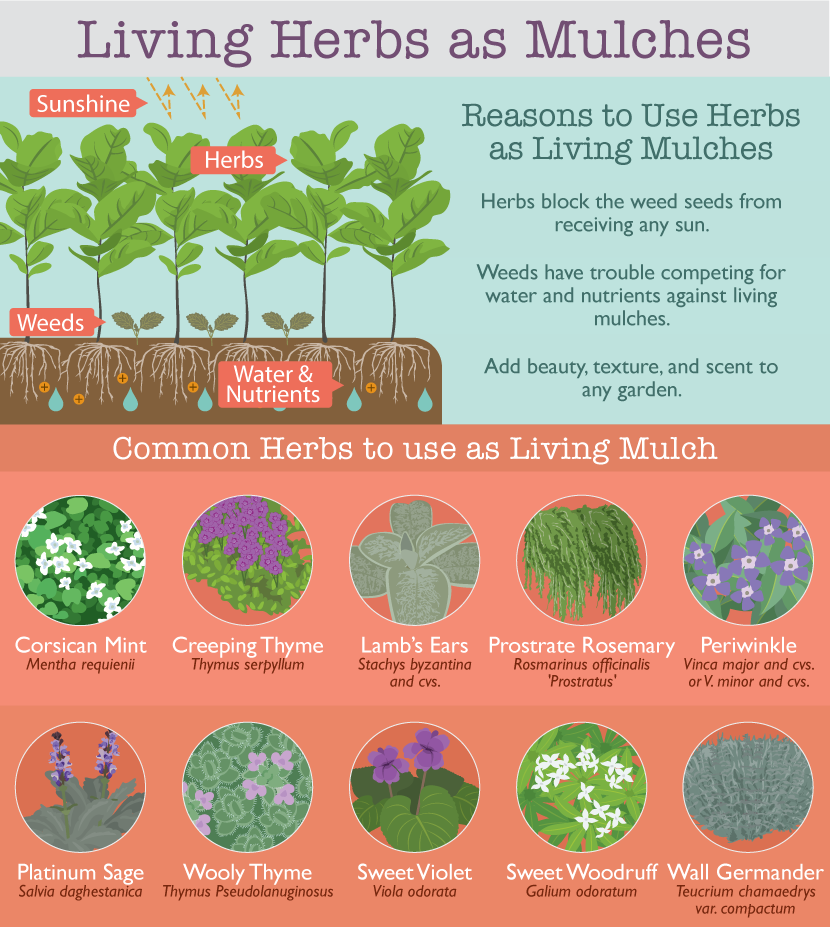 Can mulch in your garden prevent weeds? Herbs as Living Mulches