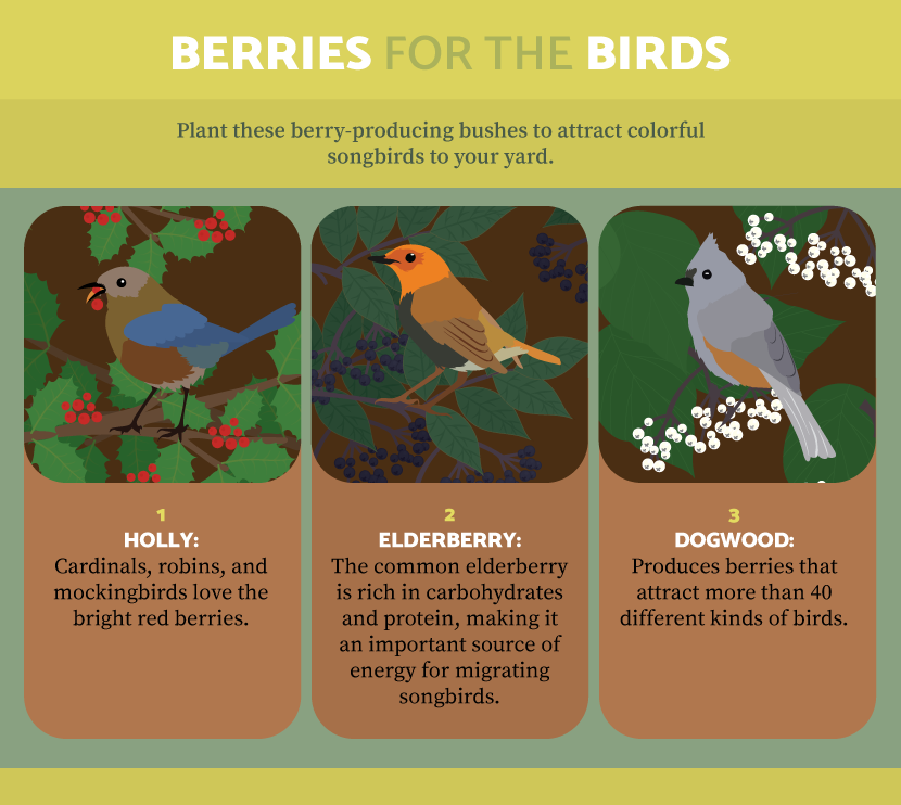 Berries for birds