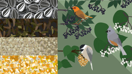 Grow Your Own Birdseed
