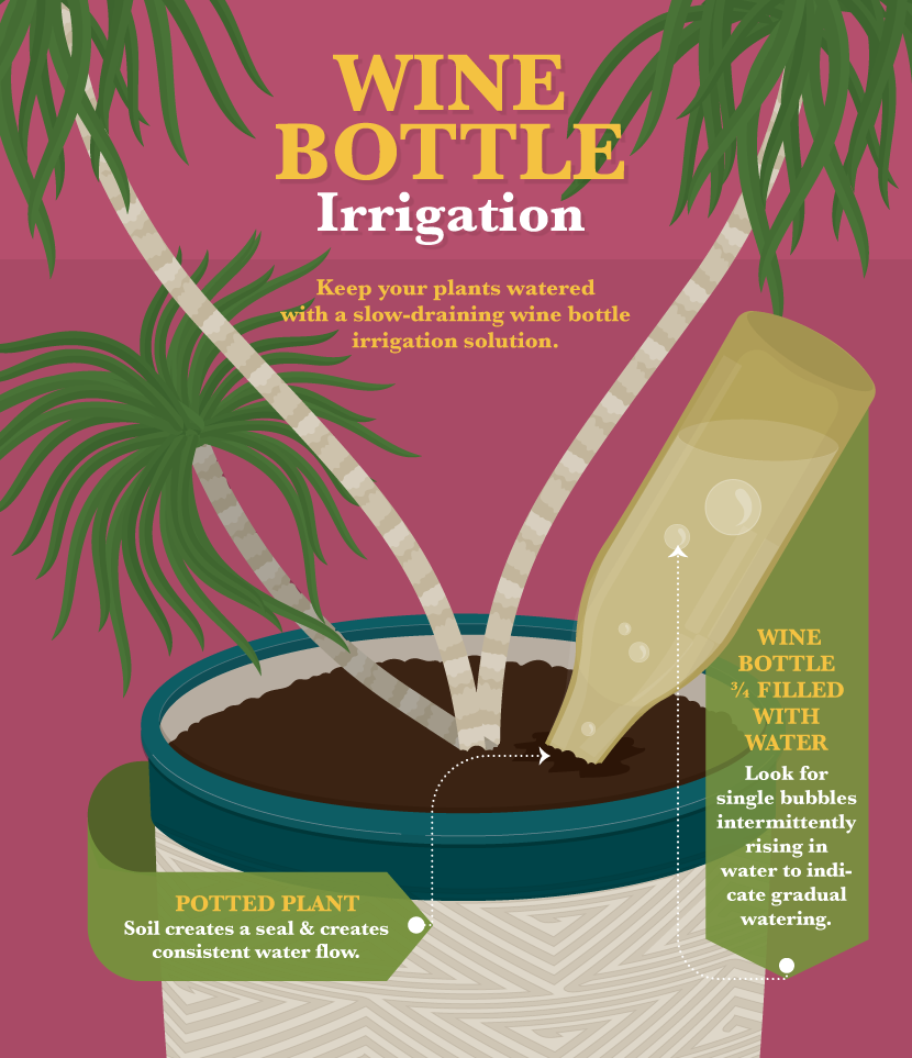 Wine Bottle Irrigation