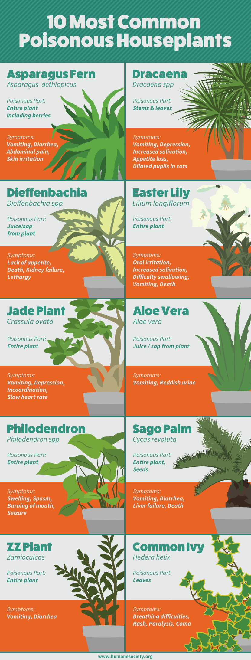 Ten Most Common Poisonous Houseplants