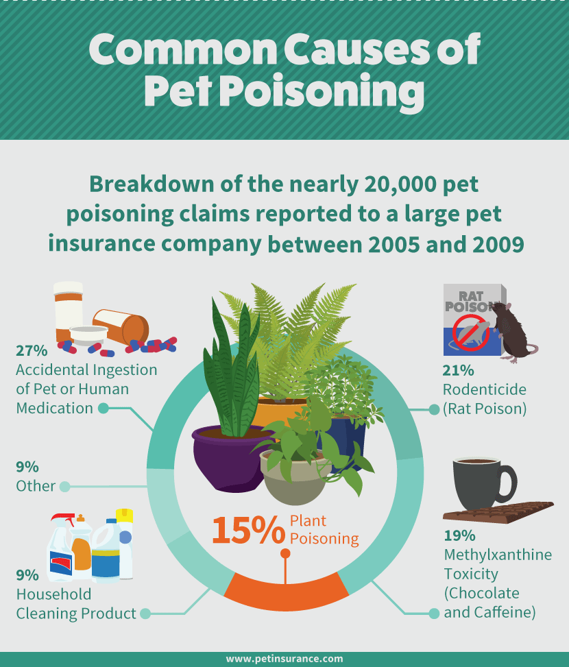 Common Causes of Pet Poisoning