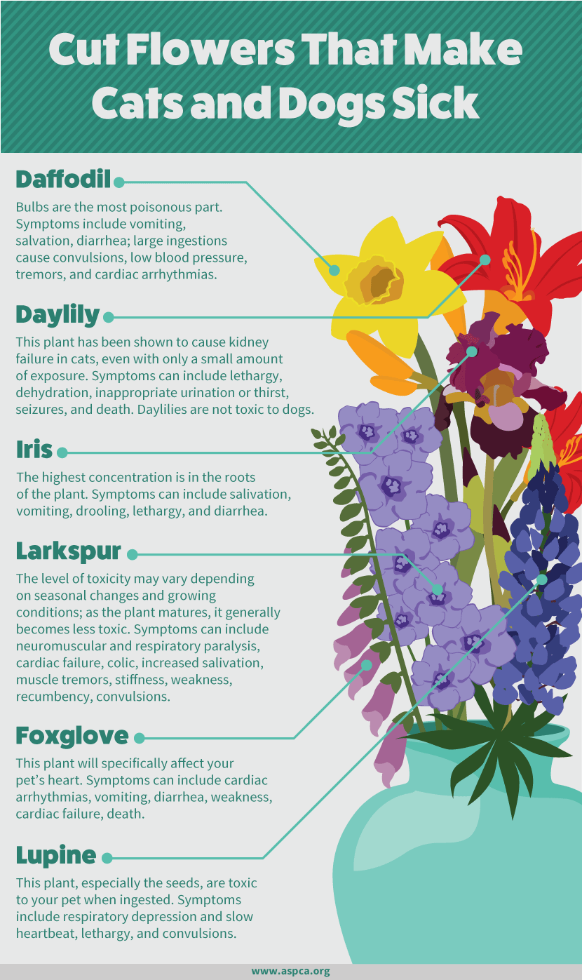 Popular Fall Plants Which Ones Are Pet