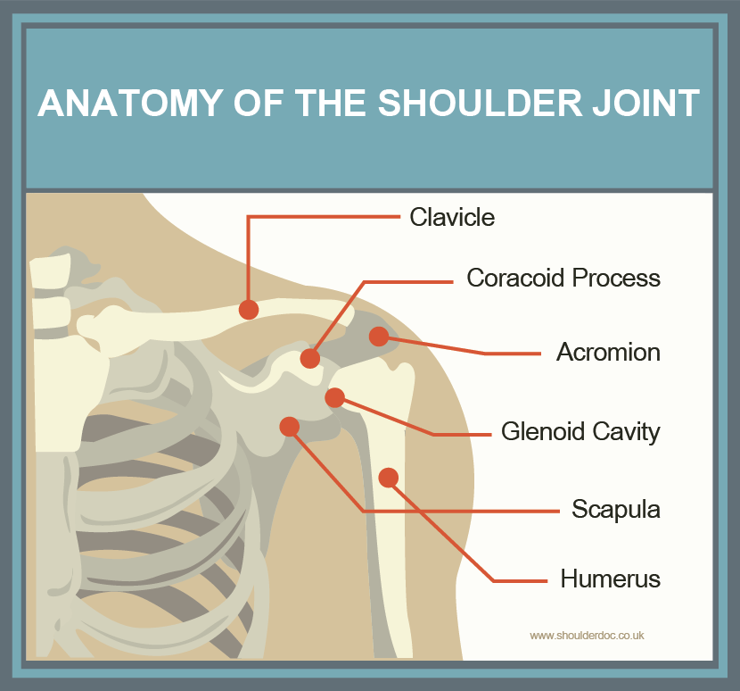 Anatomy of the Shoulder Joint
