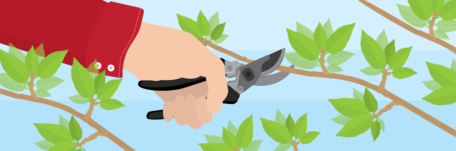 Pruning Primer