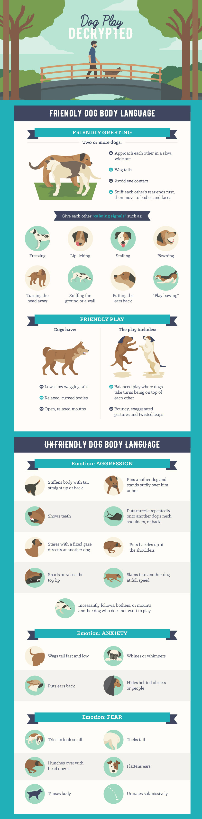 How to Understand Dog Play