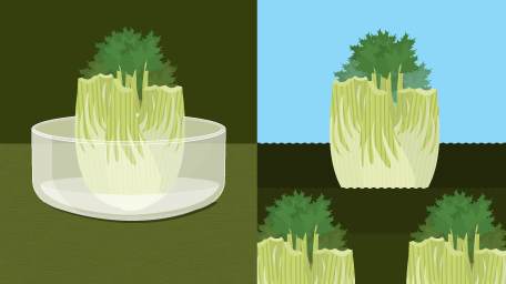 From Scraps to the Table