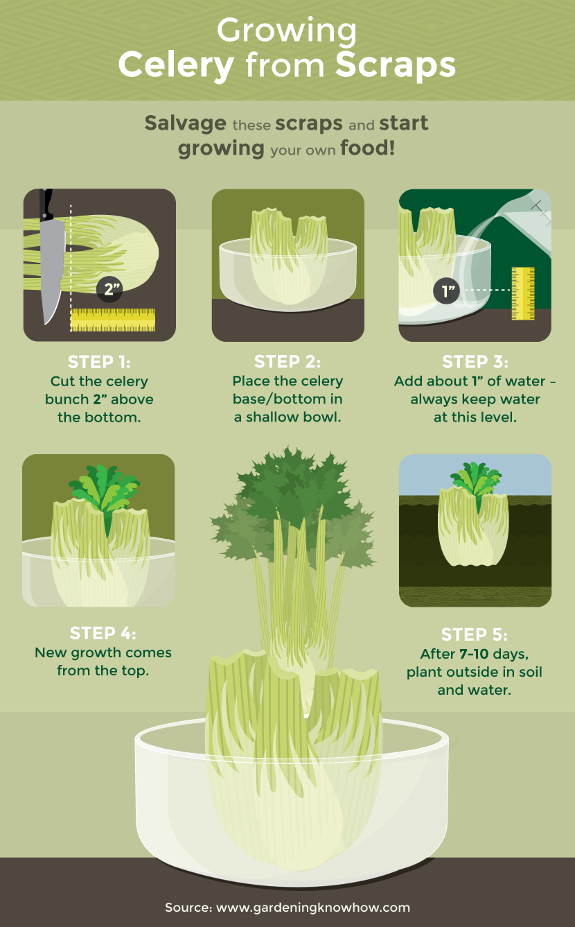Regrow Vegetables from Scraps: Growing Celery From Scraps