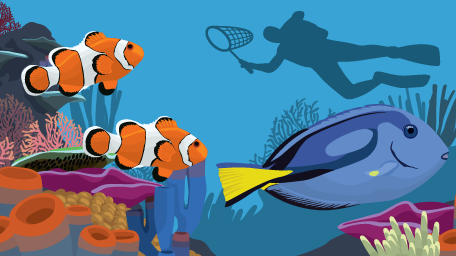 Losing Nemo and Dory