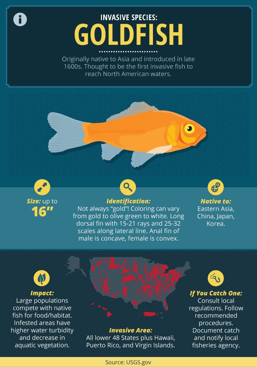 Invasive Fish Species Guide: Facts About Goldfish