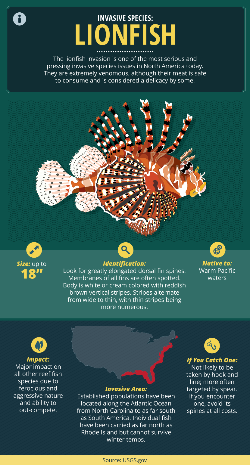 Invasive Fish Species Guide: Facts About Lionfish